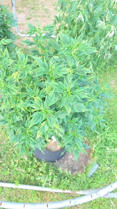 Dutch Passion Outdoor Grow 26 NRW. Week 13 - Frisian Duck 