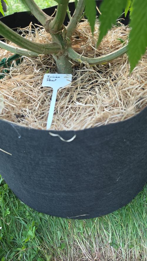 Dutch Passion Outdoor Grow 26 NRW. Week 13 - Frisian Dew 