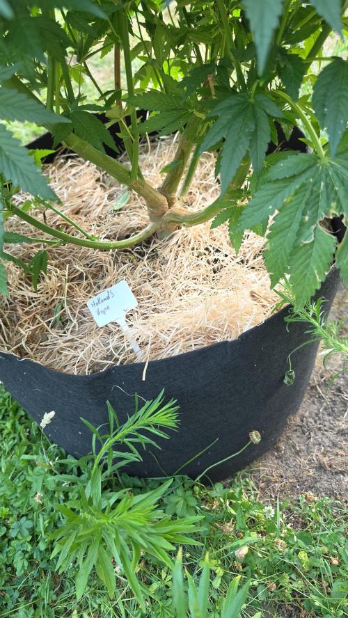 Dutch Passion Outdoor Grow 26 NRW. Week 13 - Holland's Hope 