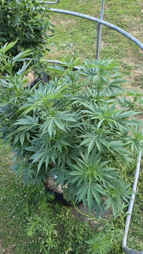Dutch Passion Outdoor Grow 26 NRW. Week 13 - Holland's Hope 