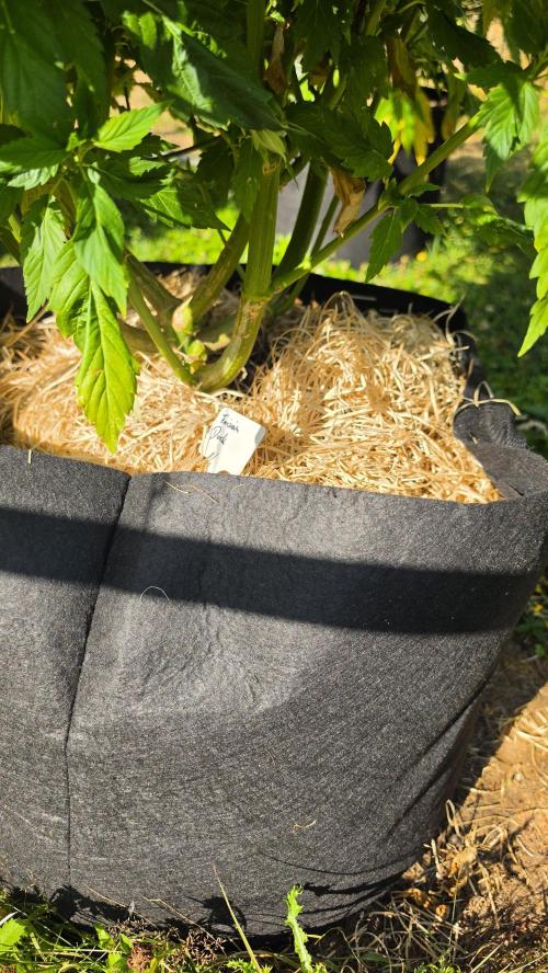 Dutch Passion Outdoor Grow 26 NRW. Week 14 - Frisian Duck 