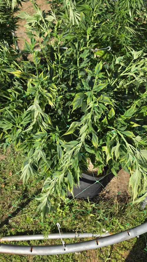 Dutch Passion Outdoor Grow 26 NRW. Week 14 - Frisian Duck