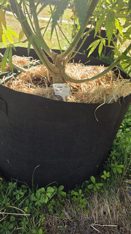 Dutch Passion Outdoor Grow 26 NRW. Week 14 - Frisian Dew 