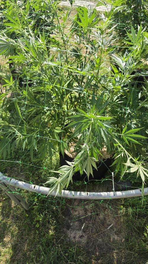 Dutch Passion Outdoor Grow 26 NRW. Week 14 - Frisian Dew 