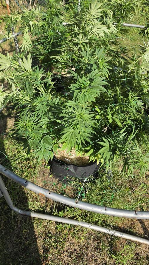 Dutch Passion Outdoor Grow 26 NRW. Week 14 - Holland's Hope