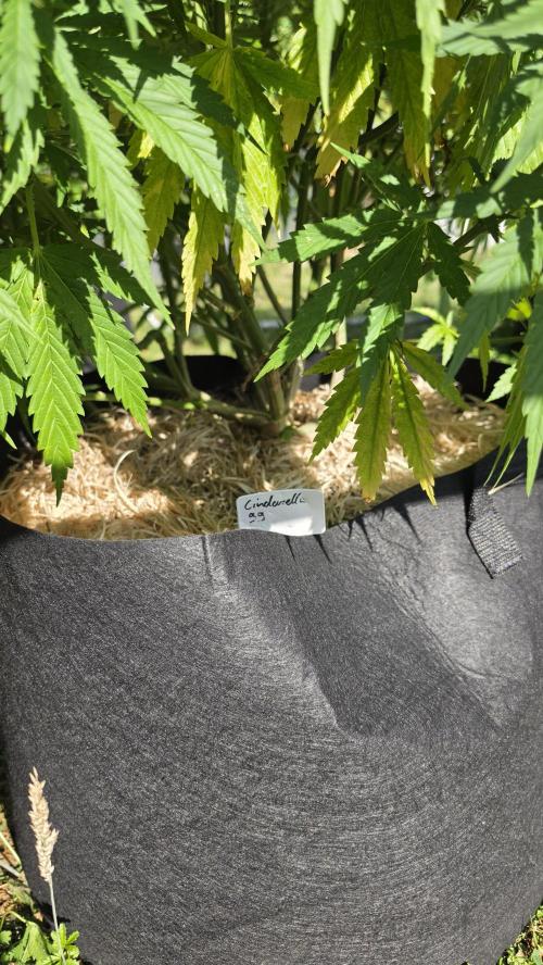 outdoor grow NRW '26. Week 14 - Cindarella 99
