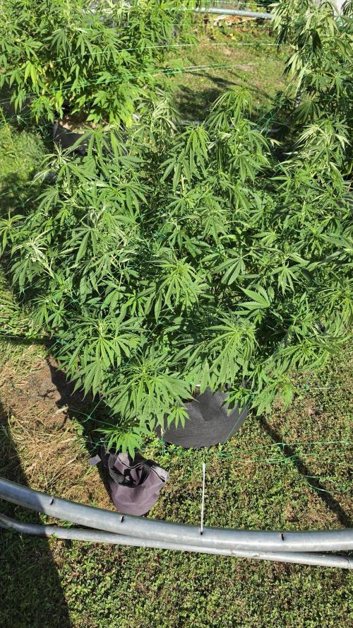 outdoor grow NRW '26. Week 14 - Cindarella 99