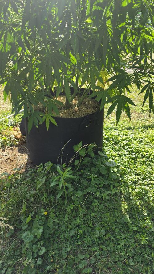 outdoor grow NRW '26. Week 14 - Jack 47 F1