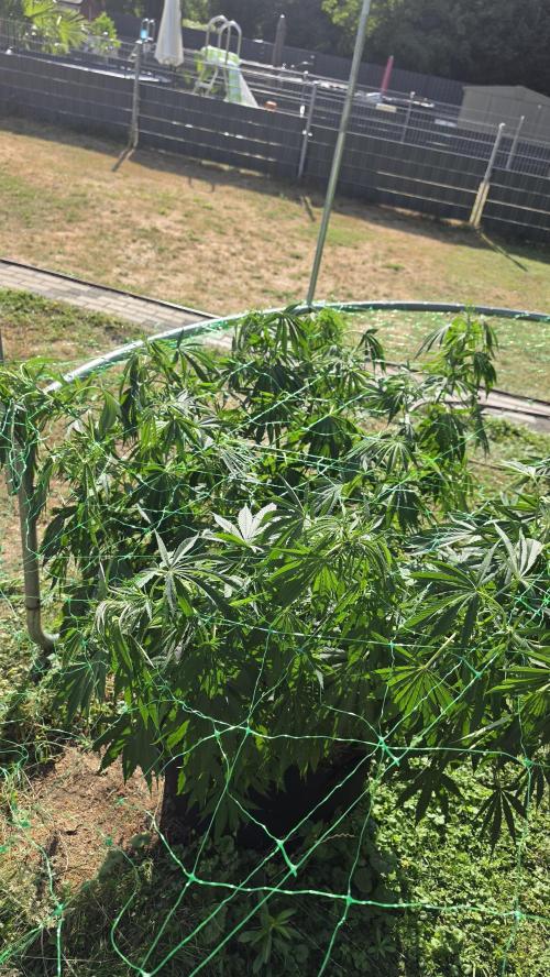 outdoor grow NRW '26. Week 14 - Jack 47 F1