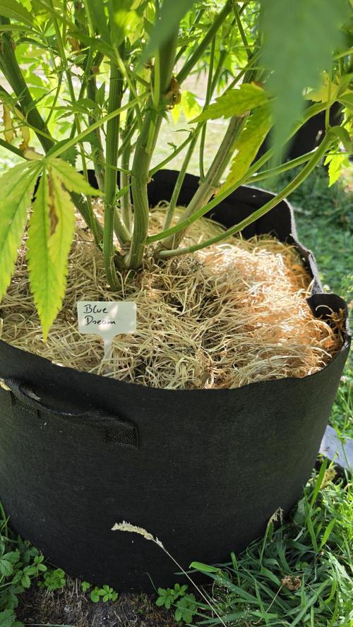 outdoor grow NRW '26. Week 14 - Blue Dream