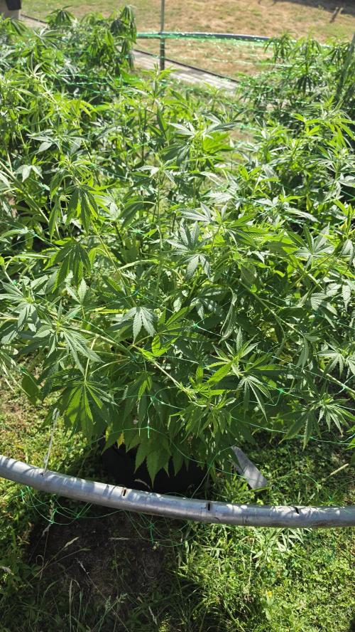 outdoor grow NRW '26. Week 14 - Blue Dream