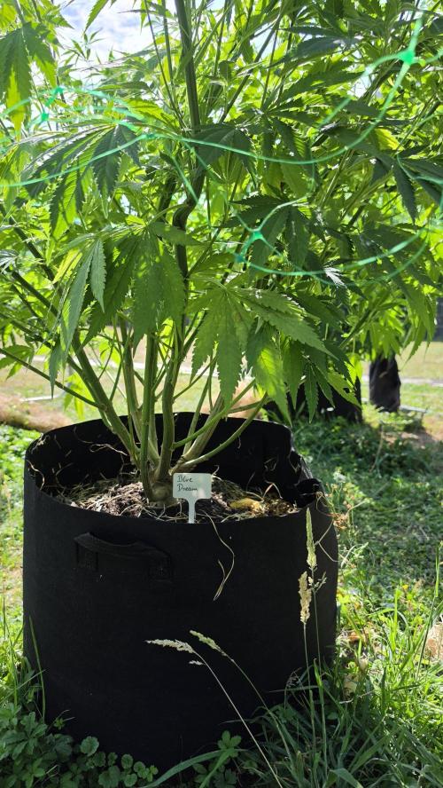 outdoor grow NRW '26. Week 15 - Blue Dream 
