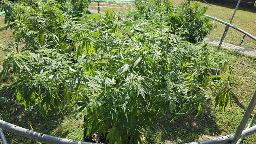 outdoor grow NRW '26. Week 15 - Blue Dream 