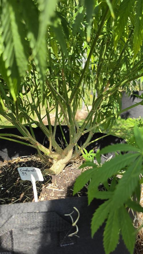 outdoor grow NRW '26. Week 15 - Cindarella 99