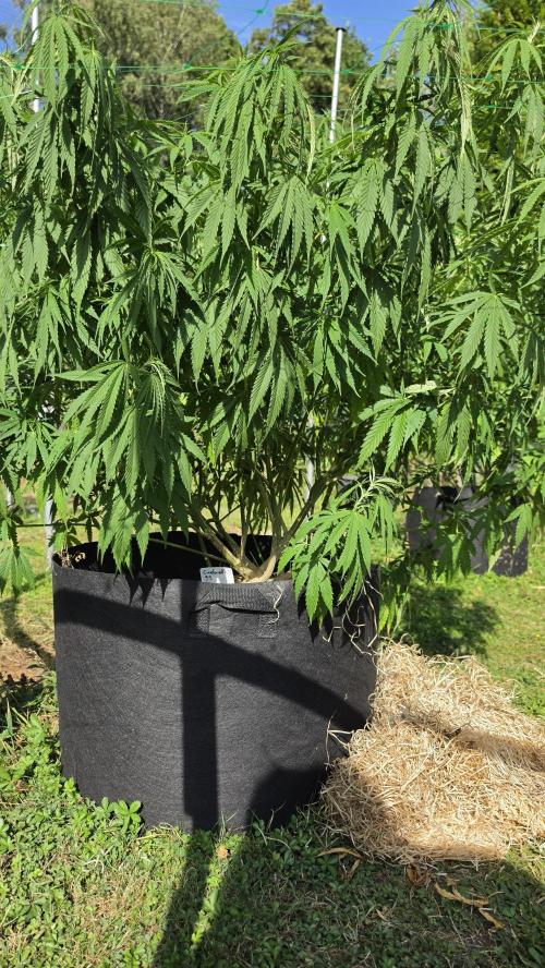 outdoor grow NRW '26. Week 15 - Cindarella 99