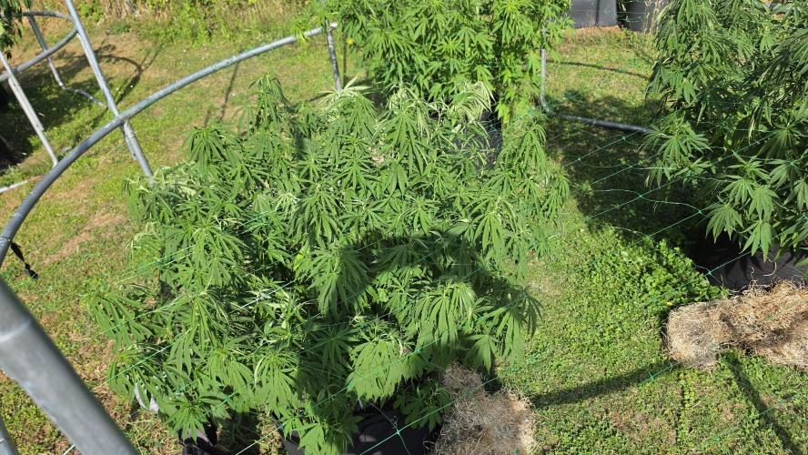 outdoor grow NRW '26. Week 15 - Cindarella 99