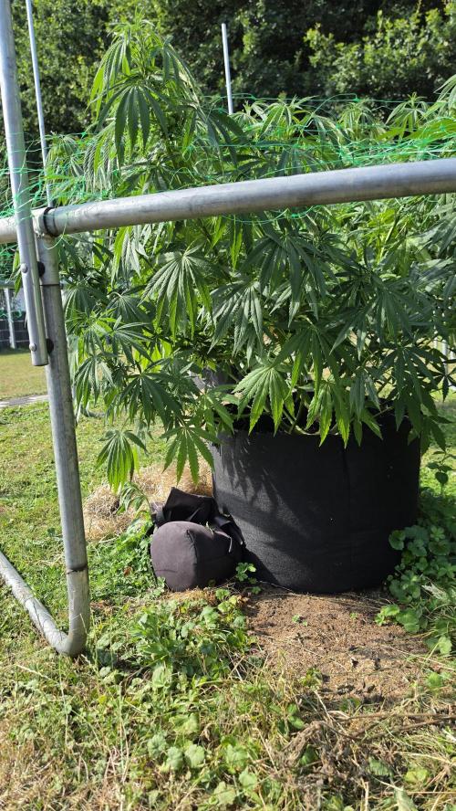 outdoor grow NRW '26. Week 15 - Jack 47 F1