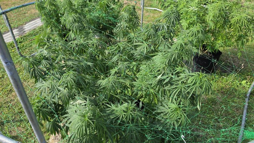 outdoor grow NRW '26. Week 15 - Jack 47 F1