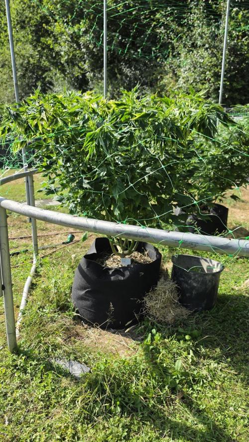 Dutch Passion Outdoor Grow 26 NRW. Week 15 - Frisian Duck 