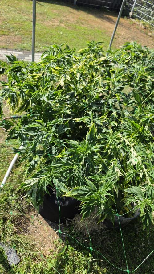 Dutch Passion Outdoor Grow 26 NRW. Week 15 - Frisian Duck 
