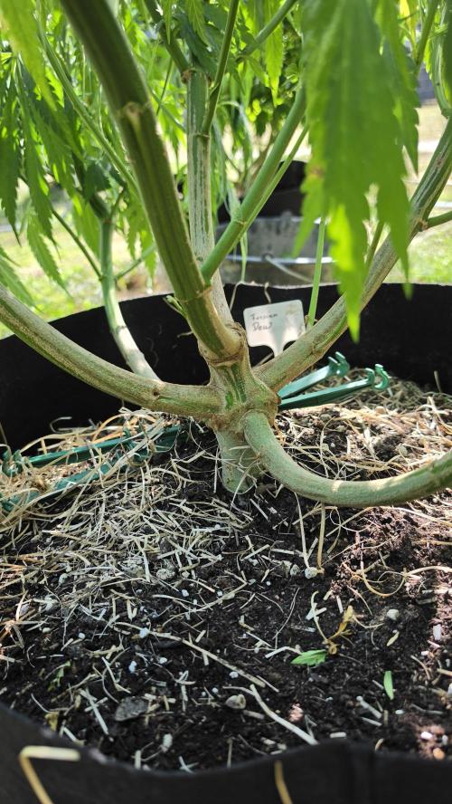 Dutch Passion Outdoor Grow 26 NRW. Week 15 - Frisian Dew 