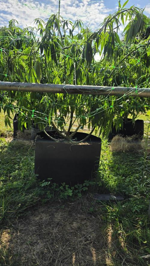 Dutch Passion Outdoor Grow 26 NRW. Week 15 - Frisian Dew 