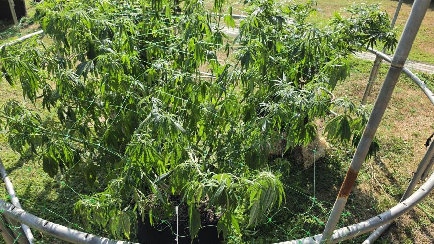 Dutch Passion Outdoor Grow 26 NRW. Week 15 - Frisian Dew 