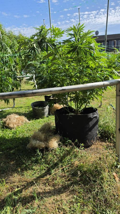 Dutch Passion Outdoor Grow 26 NRW. Week 15 - Holland's Hope 