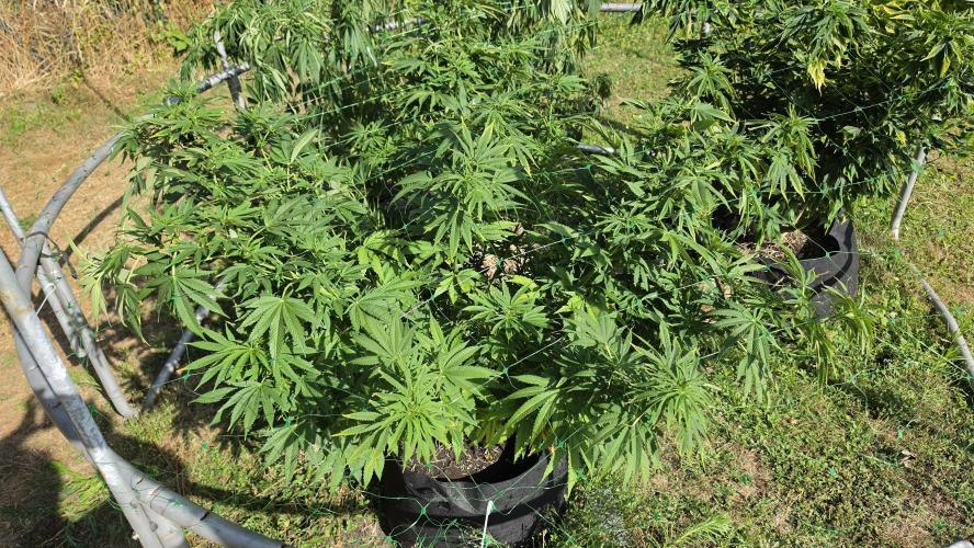 Dutch Passion Outdoor Grow 26 NRW. Week 15 - Holland's Hope 