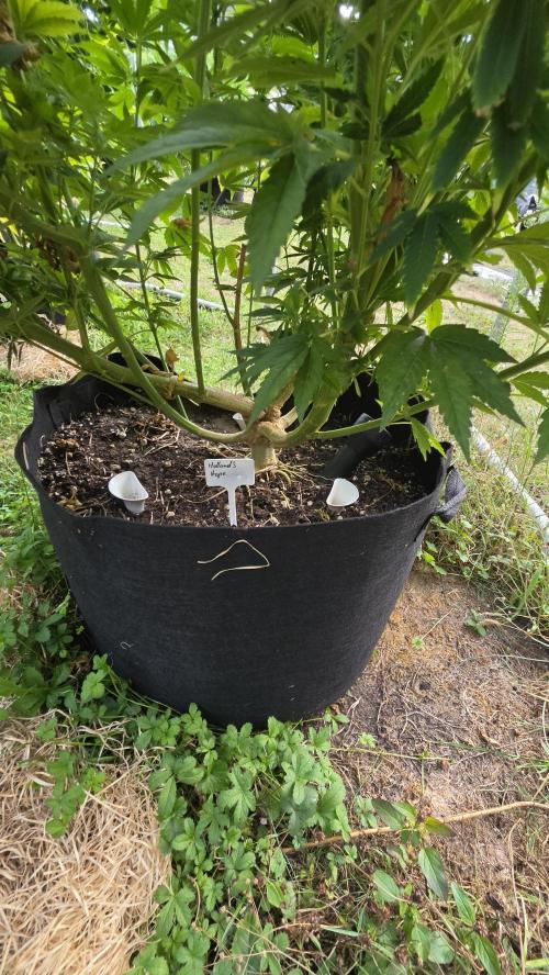 Dutch Passion Outdoor Grow 26 NRW. Week 16 - Holland's Hope
