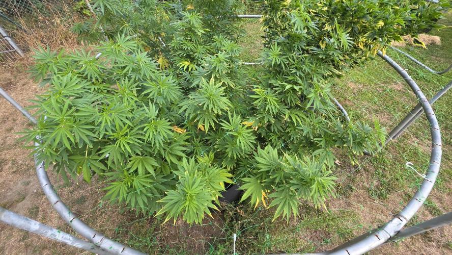 Dutch Passion Outdoor Grow 26 NRW. Week 16 - Holland's Hope