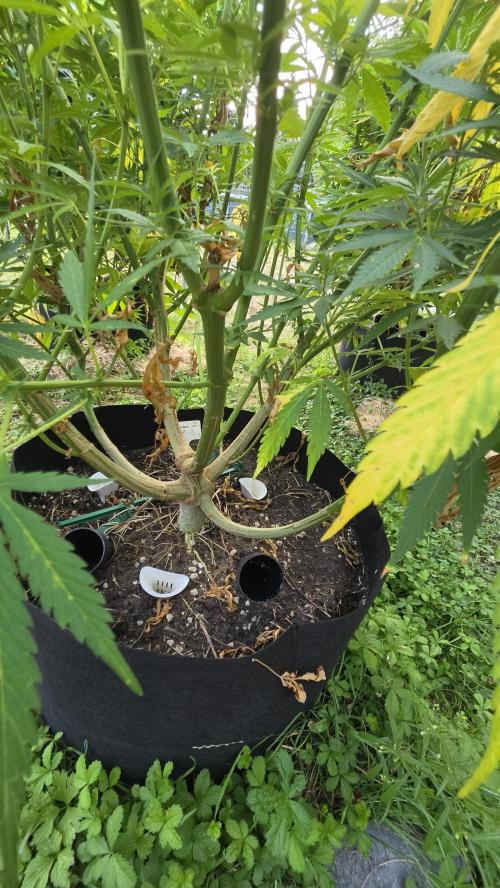 Dutch Passion Outdoor Grow 26 NRW. Week 16 - Frisian Dew 