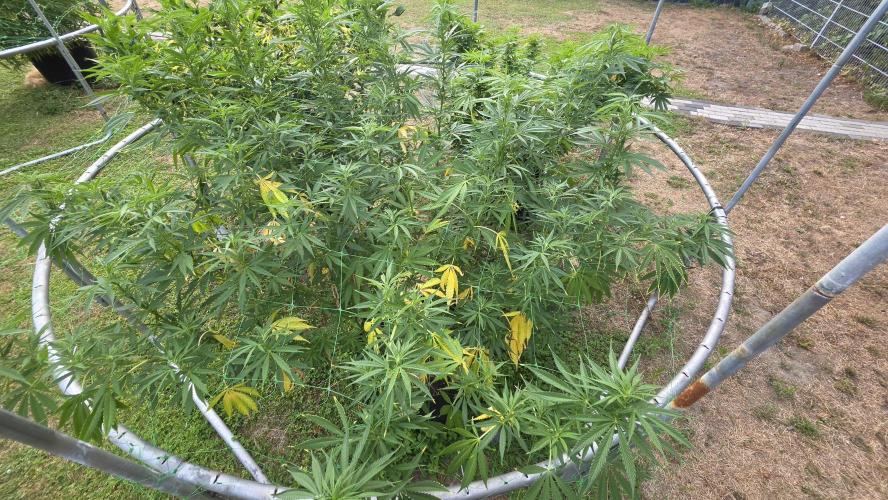 Dutch Passion Outdoor Grow 26 NRW. Week 16 - Frisian Dew 