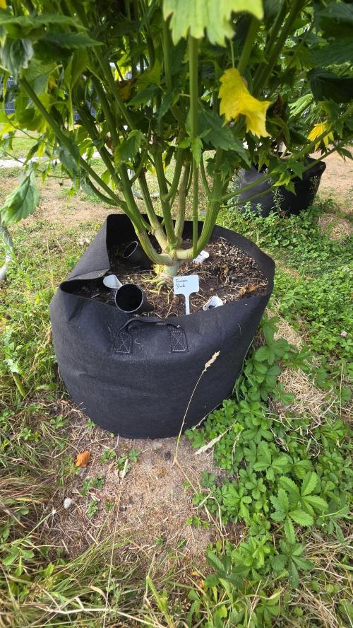 Dutch Passion Outdoor Grow 26 NRW. Week 16 - Frisian Duck 