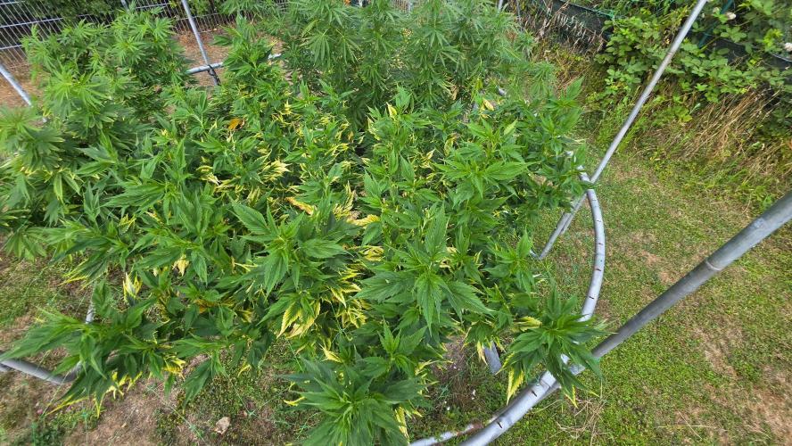 Dutch Passion Outdoor Grow 26 NRW. Week 16 - Frisian Duck