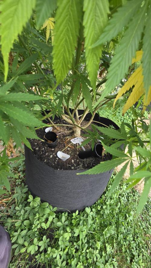 outdoor grow NRW '26. Week 16 - Cinderella 99