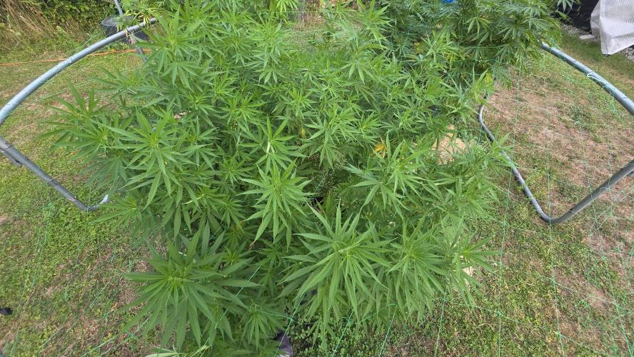 outdoor grow NRW '26. Week 16 - Cinderella 99