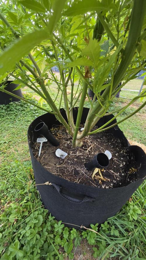 outdoor grow NRW '26. Week 16 - Blue Dream 