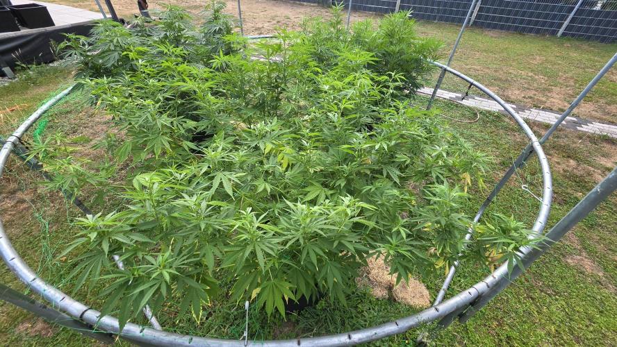 outdoor grow NRW '26. Week 16 - Blue Dream 