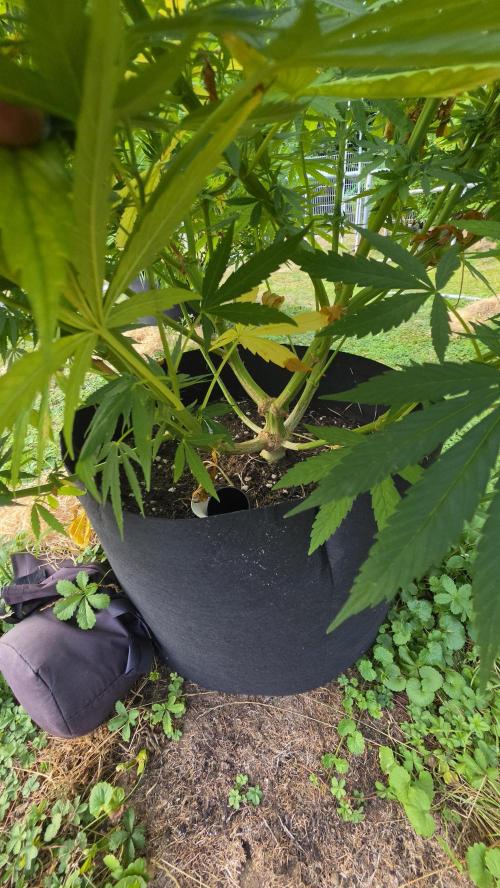 outdoor grow NRW '26. Week 16 - Jack 47 F1