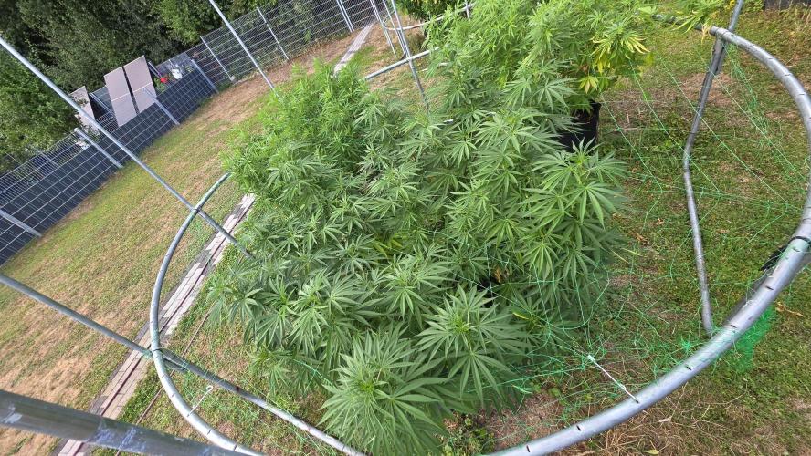 outdoor grow NRW '26. Week 16 - Jack 47 F1