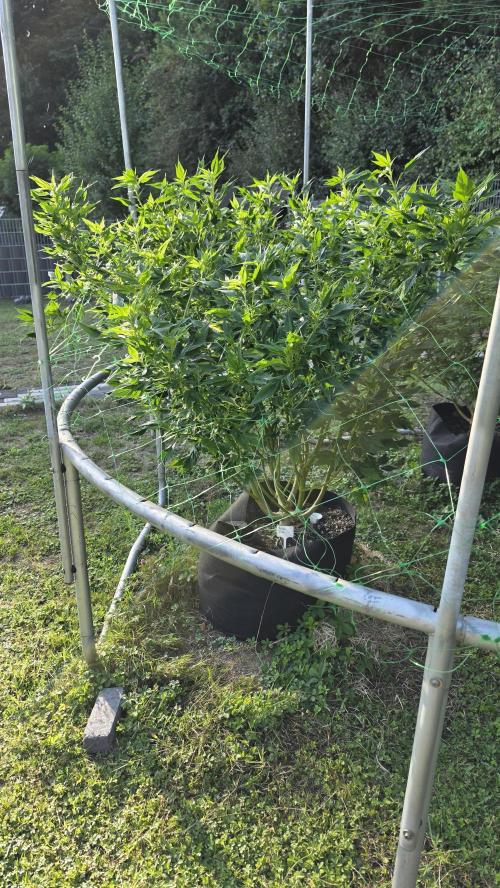 Dutch Passion Outdoor Grow 26 NRW. Week 18 - Frisian Duck
