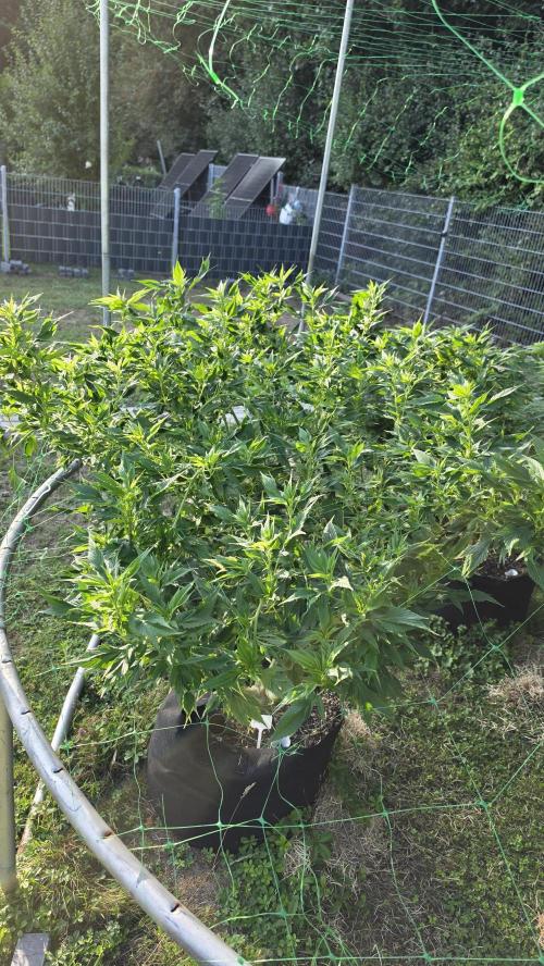 Dutch Passion Outdoor Grow 26 NRW. Week 18 - Frisian Duck