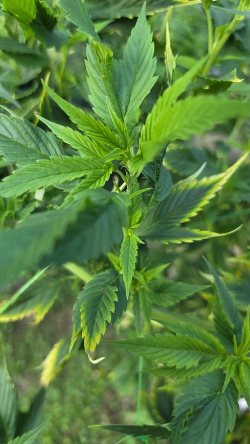 Dutch Passion Outdoor Grow 26 NRW. Week 18 - Frisian Duck