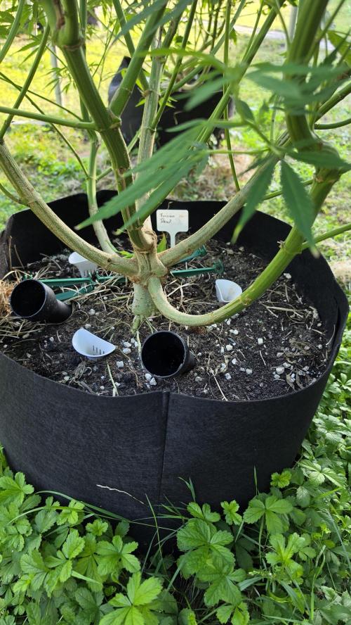 Dutch Passion Outdoor Grow 26 NRW. Week 18 - Frisian Dew 