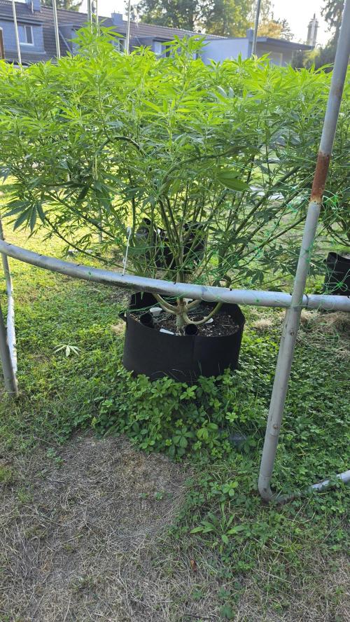 Dutch Passion Outdoor Grow 26 NRW. Week 18 - Frisian Dew 