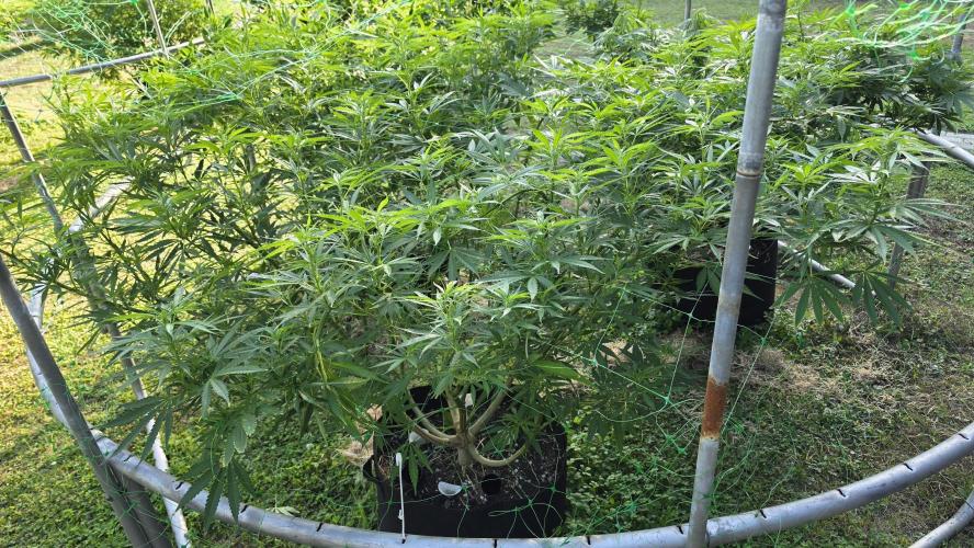 Dutch Passion Outdoor Grow 26 NRW. Week 18 - Frisian Dew 