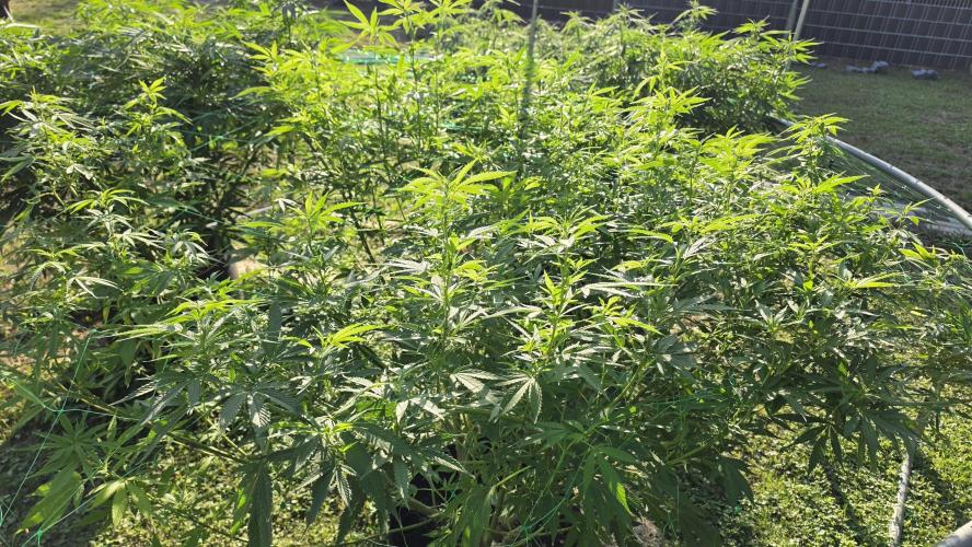 outdoor grow NRW '26. Week 18 - Blue Dream