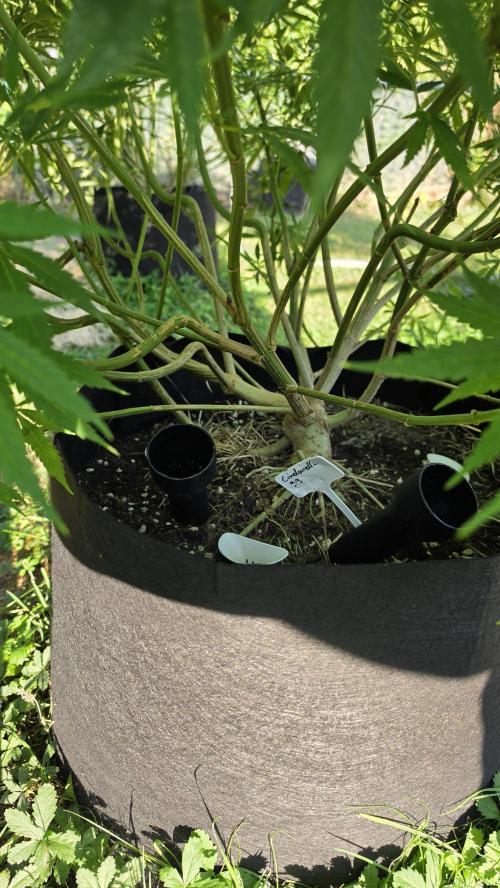 outdoor grow NRW '26. Week 18 - Cinderella 99