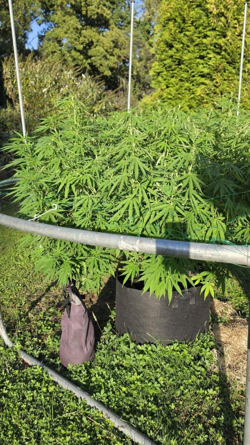 outdoor grow NRW '26. Week 18 - Cinderella 99